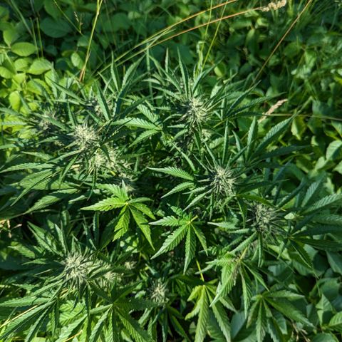 Guava Gelato growlog timeline photo