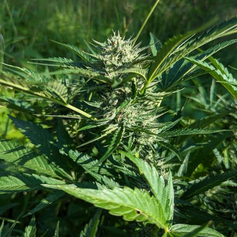 Guava Gelato growlog timeline photo