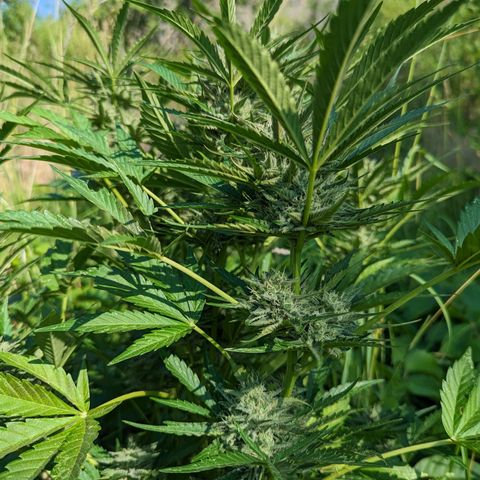 Guava Gelato growlog timeline photo