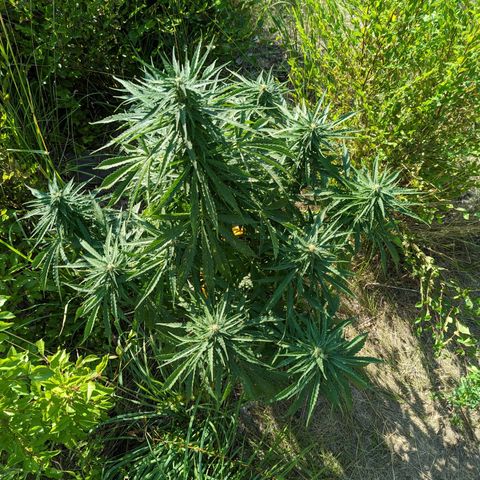 Auto Sweet Tooth growlog timeline photo