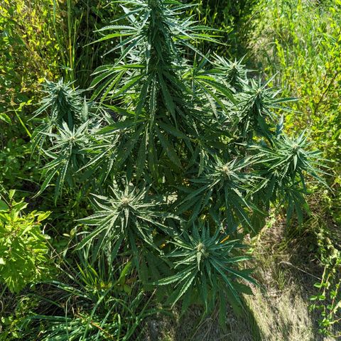 Auto Sweet Tooth growlog timeline photo