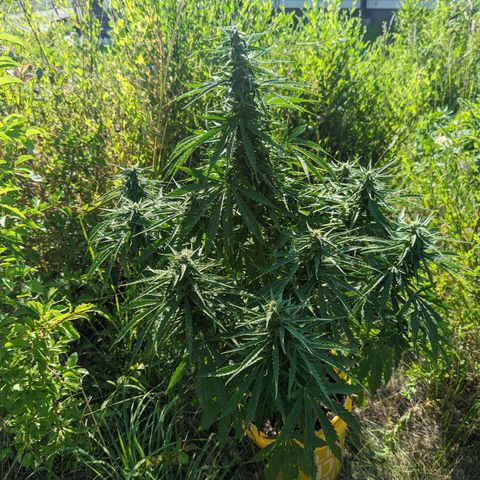 Auto Sweet Tooth growlog timeline photo