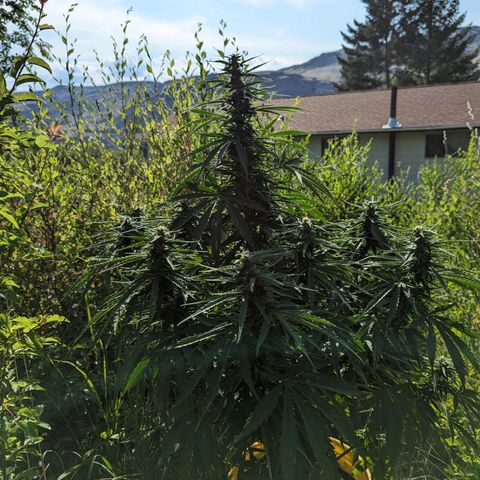 Auto Sweet Tooth growlog timeline photo