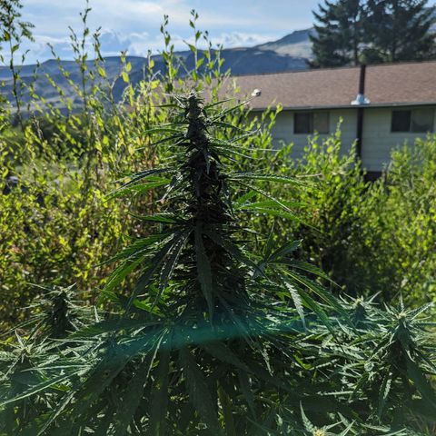 Auto Sweet Tooth growlog timeline photo