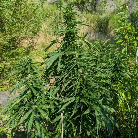 Auto Sweet Tooth growlog timeline photo