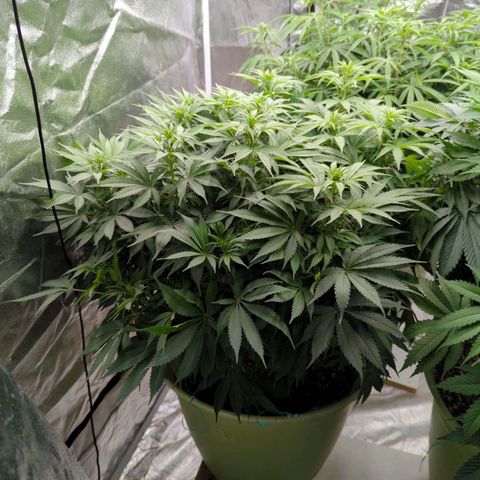 CBD Chronic growlog timeline photo