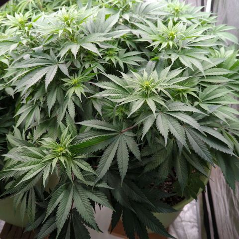CBD Chronic #2 growlog timeline photo