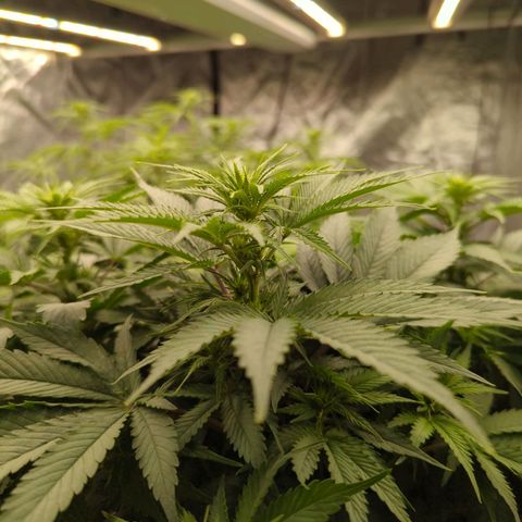 CBD Chronic #2 growlog timeline photo