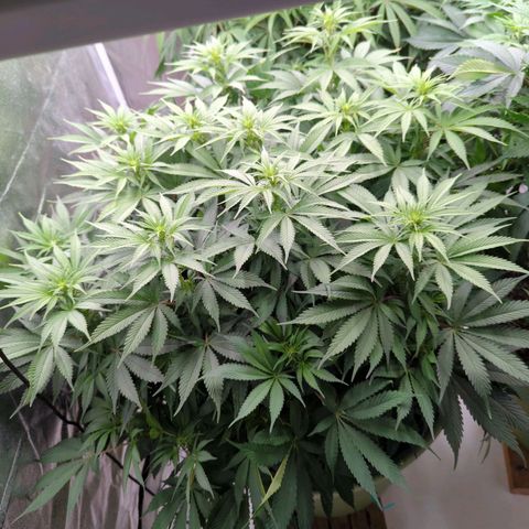 CBD Chronic growlog timeline photo