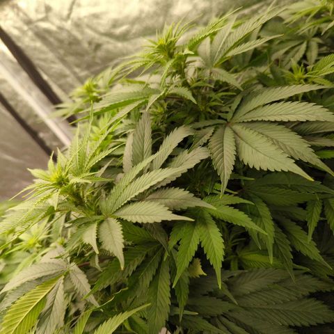 CBD Chronic #2 growlog timeline photo