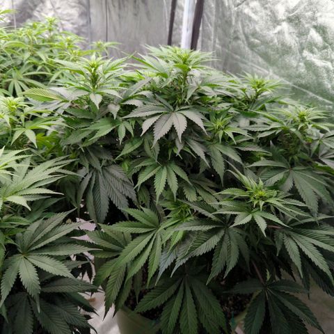 CBD Chronic #2 growlog timeline photo