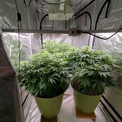 CBD Chronic growlog timeline photo