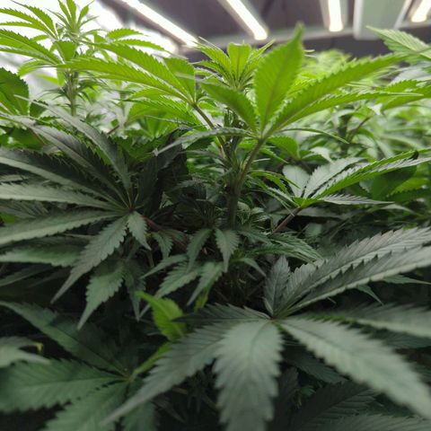 CBD Chronic growlog timeline photo