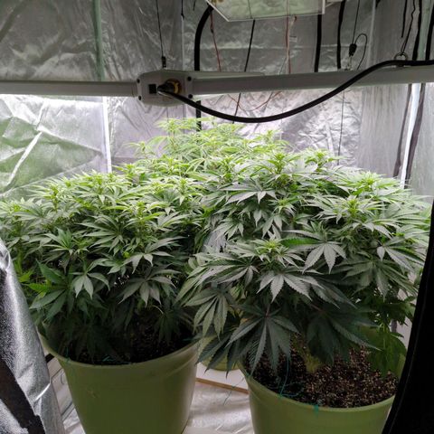 CBD Chronic #2 growlog timeline photo