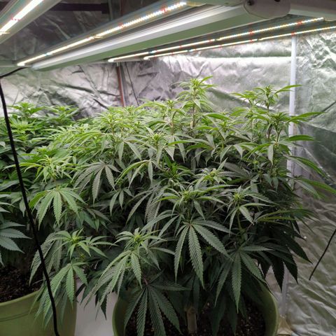 Apples and Bananas growlog timeline photo