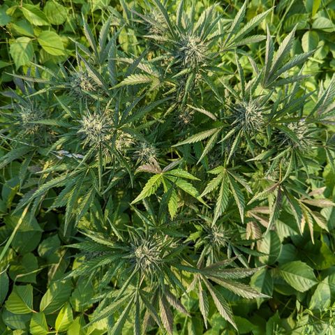 Guava Gelato growlog timeline photo