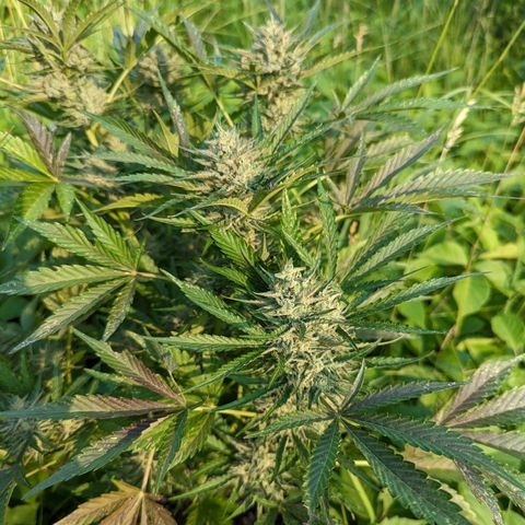 Guava Gelato growlog timeline photo