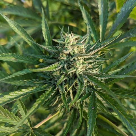 Guava Gelato growlog timeline photo