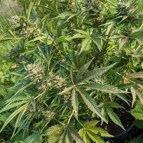 Guava Gelato growlog timeline photo