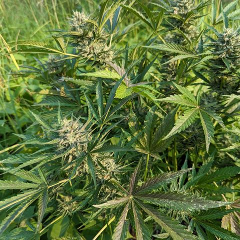 Guava Gelato growlog timeline photo