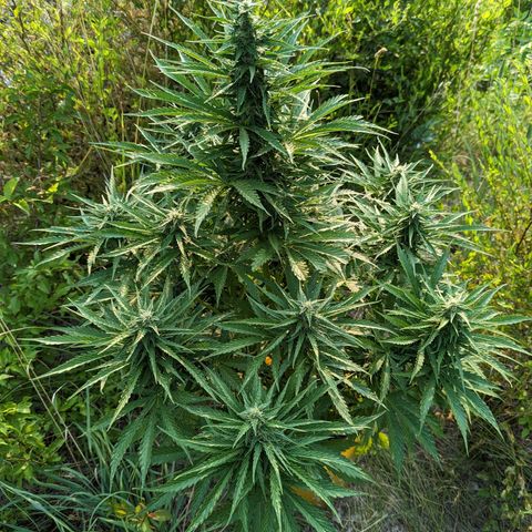 Auto Sweet Tooth growlog timeline photo
