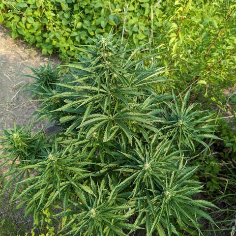 Auto Sweet Tooth growlog timeline photo