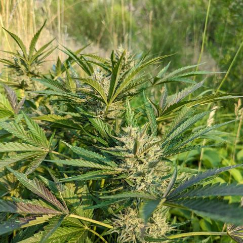 Guava Gelato growlog timeline photo