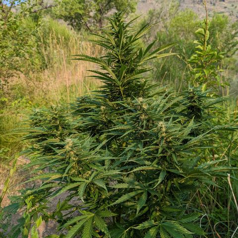 Auto Sweet Tooth growlog timeline photo
