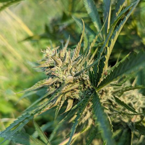 Guava Gelato growlog timeline photo