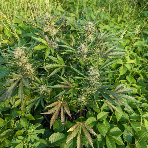 Guava Gelato growlog timeline photo