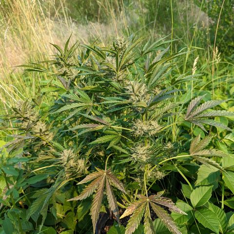 Guava Gelato growlog timeline photo