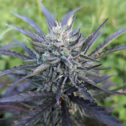 Guava Gelato growlog timeline photo