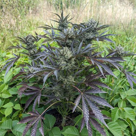 Guava Gelato growlog timeline photo