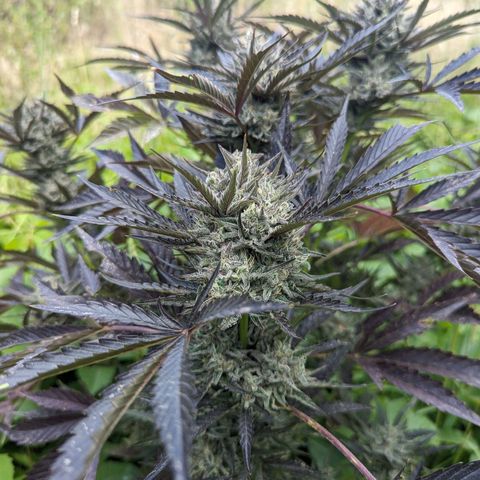Guava Gelato growlog timeline photo