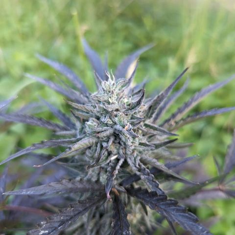 Guava Gelato growlog timeline photo