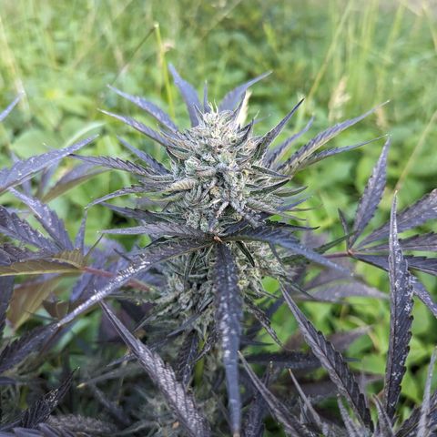 Guava Gelato growlog timeline photo