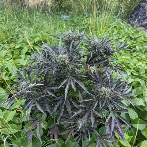 Guava Gelato growlog timeline photo