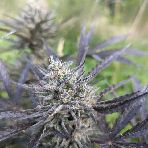 Guava Gelato growlog timeline photo