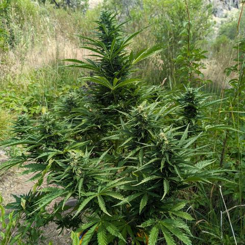 Auto Sweet Tooth growlog timeline photo