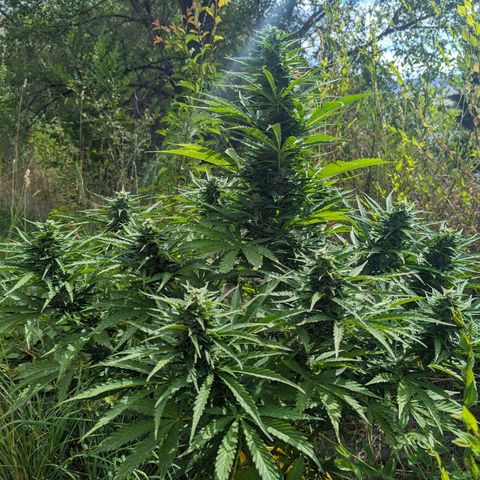Auto Sweet Tooth growlog timeline photo