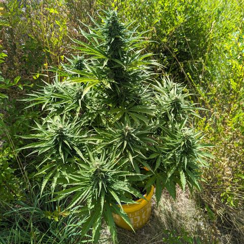 Auto Sweet Tooth growlog timeline photo