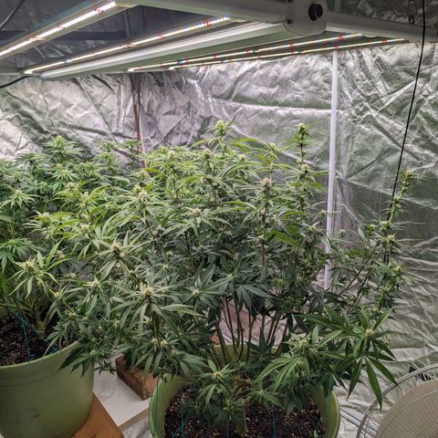 Apples and Bananas growlog timeline photo