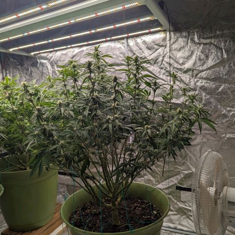 Apples and Bananas growlog timeline photo