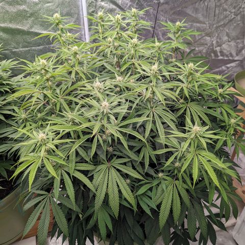 Apples and Bananas growlog timeline photo