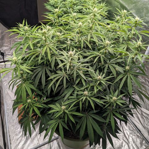 Apples and Bananas growlog timeline photo