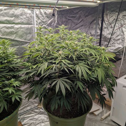 Apples and Bananas growlog timeline photo