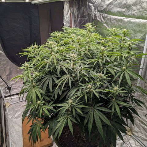 Apples and Bananas growlog timeline photo