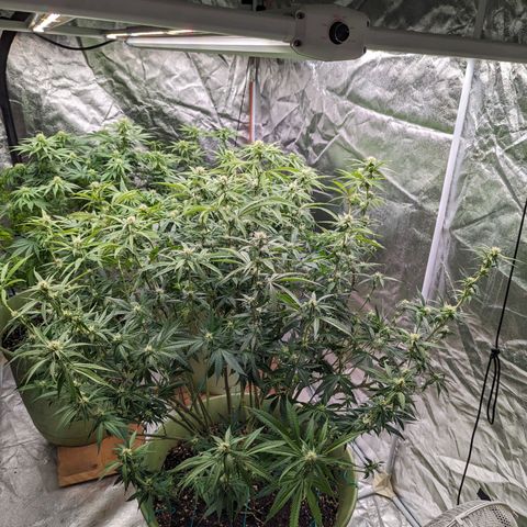 Apples and Bananas growlog timeline photo