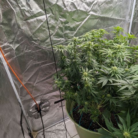 CBD Chronic growlog timeline photo