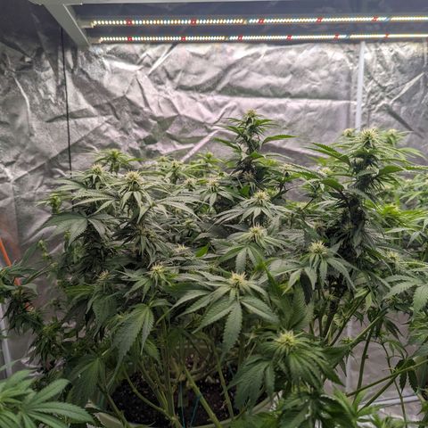CBD Chronic growlog timeline photo
